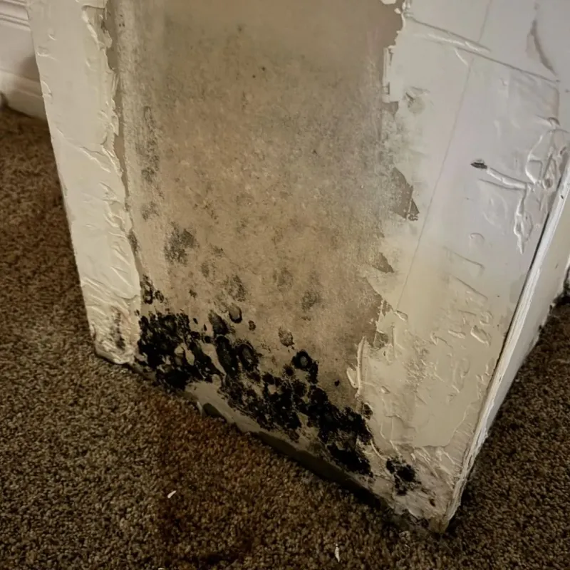 Professional Mold Removal in University Park, TX